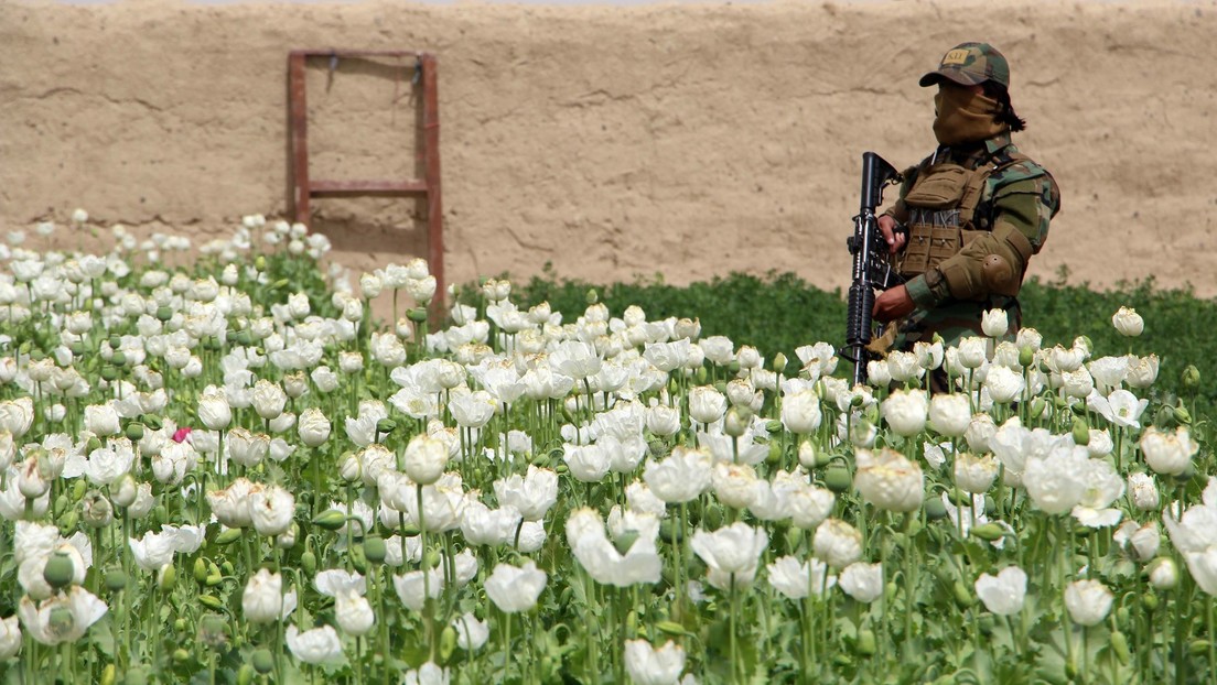 La prohibición de la amapola en Afganistán podría tener un grave 'efecto secundario' en Europa