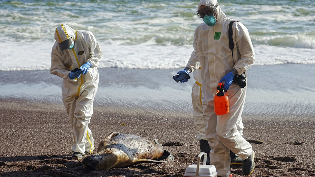 La gripe aviar podría estar detrás de la muerte de más de 1.500 lobos marinos en Chile