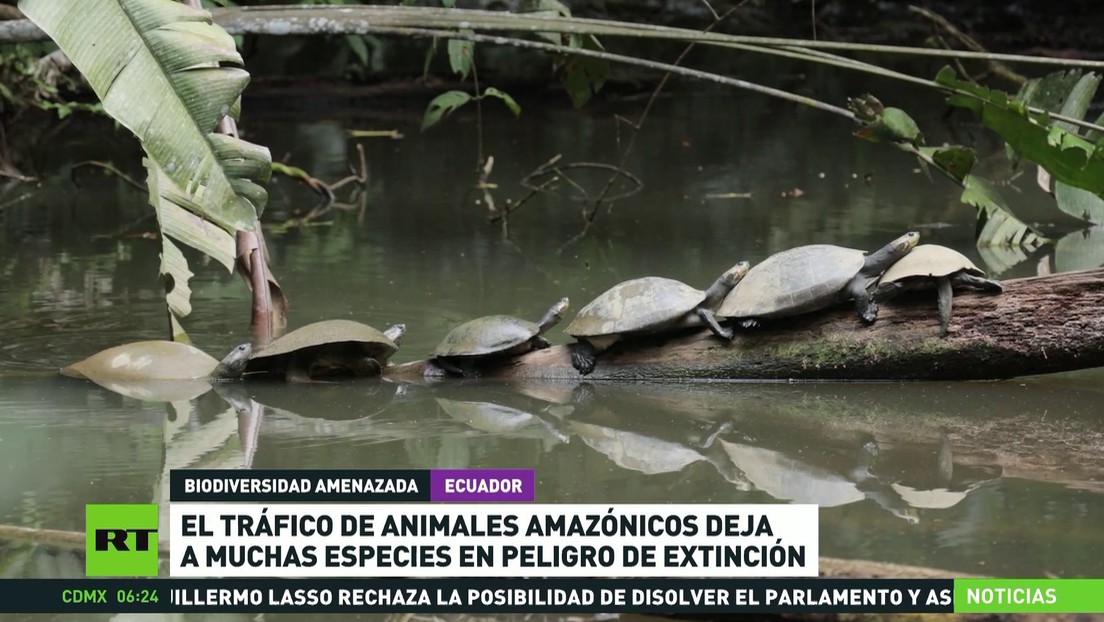 El tráfico de animales amazónicos deja a muchas especies en peligro de extinción