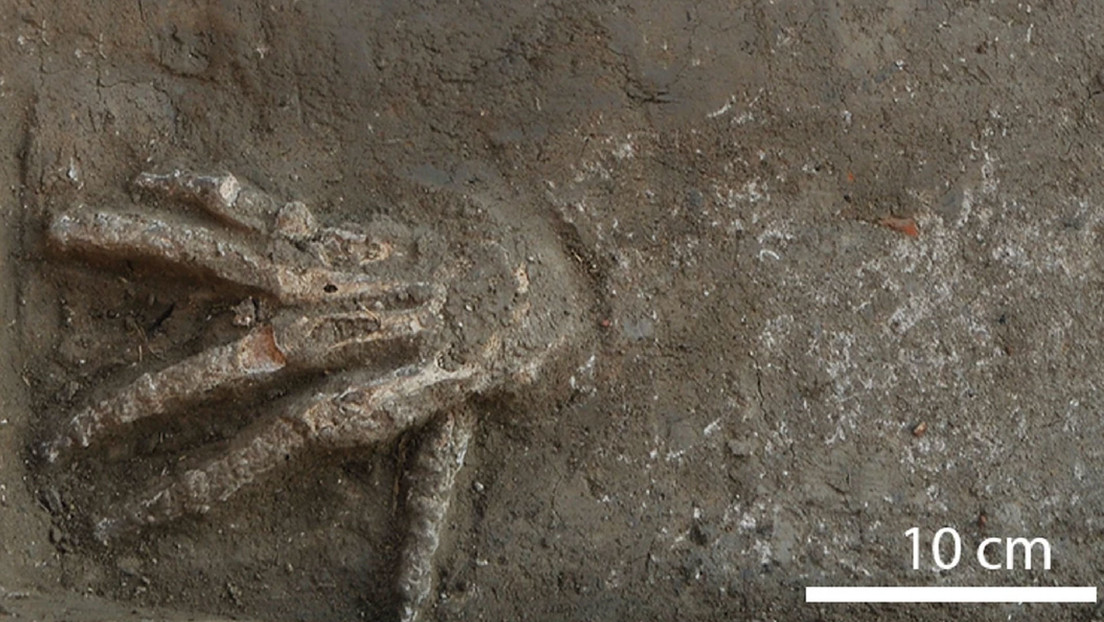 Descubren en Egipto 3 fosas con manos amputadas que pudieron ser parte de un antiguo ritual