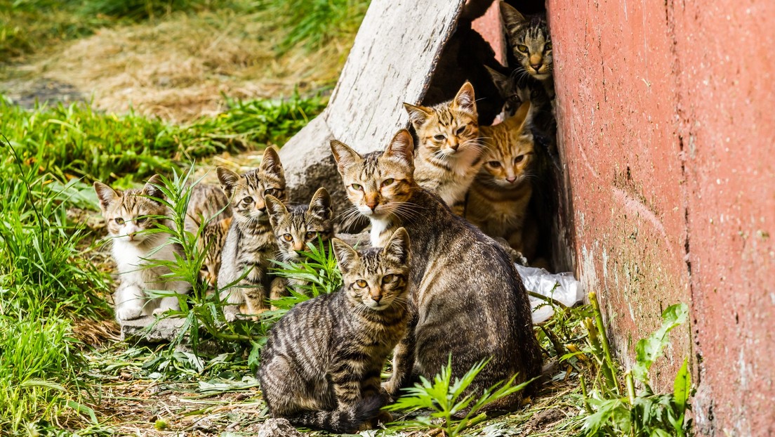 250 dólares al que mate más gatos salvajes: polémico concurso para menores en Nueva Zelanda