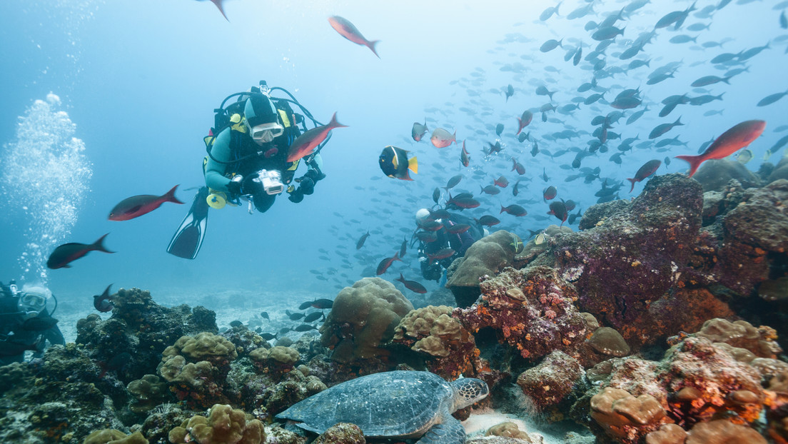 Descubren prístinos arrecifes "rebosantes de vida" en aguas profundas de las Galápagos