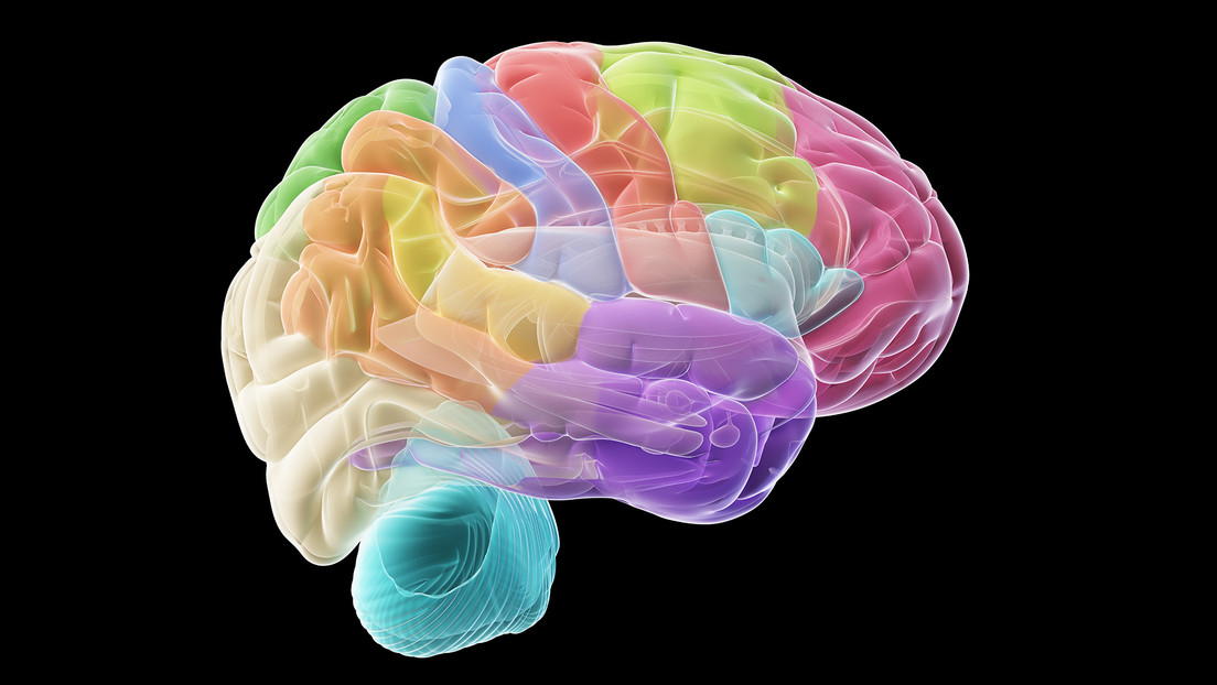 Descubren nuevas regiones cerebrales encargadas de la conexión mente-cuerpo