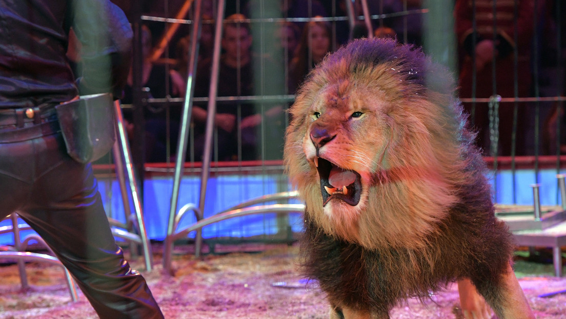 VIDEO: Dos leones escapan en pleno espectáculo en un circo en China