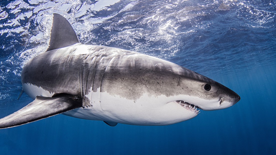 El raro varamiento de un gran tiburón blanco se produce en una playa de EE.UU.