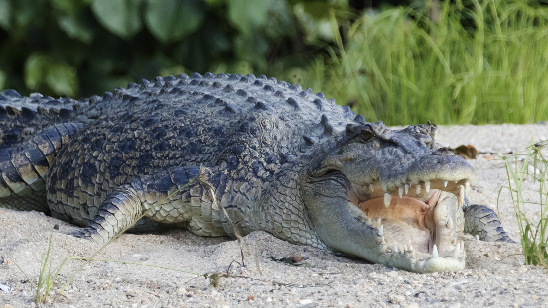 Encuentran un enorme cocodrilo de 4 metros decapitado en una playa y nadie sabe qué pasó