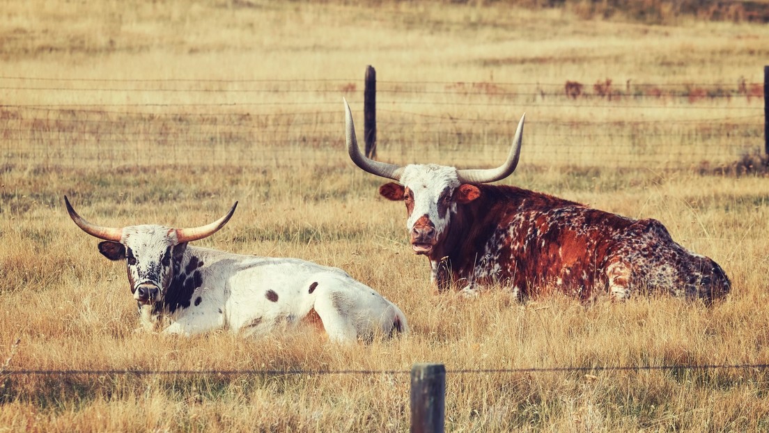 Investigan la misteriosa muerte de cabezas de ganado que fueron encontradas sin lengua