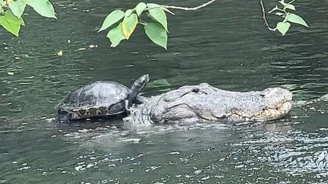 Una tortuga se desplaza "a caballo" de un cocodrilo en un estanque en Florida (FOTO)