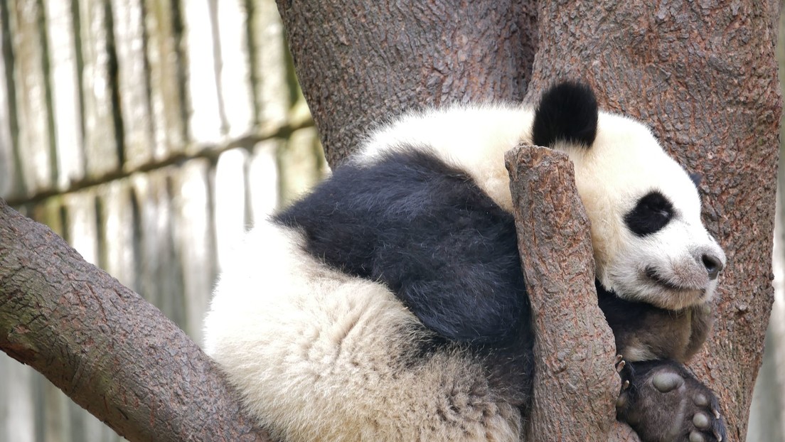 Una panda gigante enviada como símbolo de amistad a EE.UU. regresará a China después de 20 años