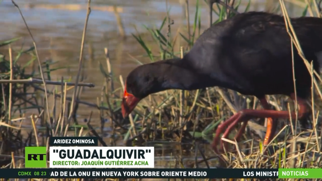 Parque Nacional de Doñana: ecosistema afectado por un choque de intereses en España