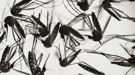 "Cada brote es mayor que el último": Argentina en alerta por el aumento de casos de dengue