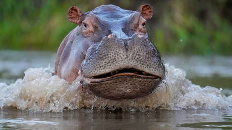 Muere por primera vez un hipopótamo de Pablo Escobar en un accidente de tránsito en Colombia