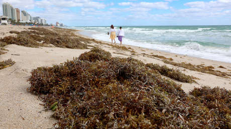 Una inmensa masa de algas invade las playas de Florida mientras los turistas se bañan (FOTOS)