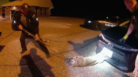 VIDEO: Dramático rescate de un gato montés atrapado en la rejilla delantera de un coche