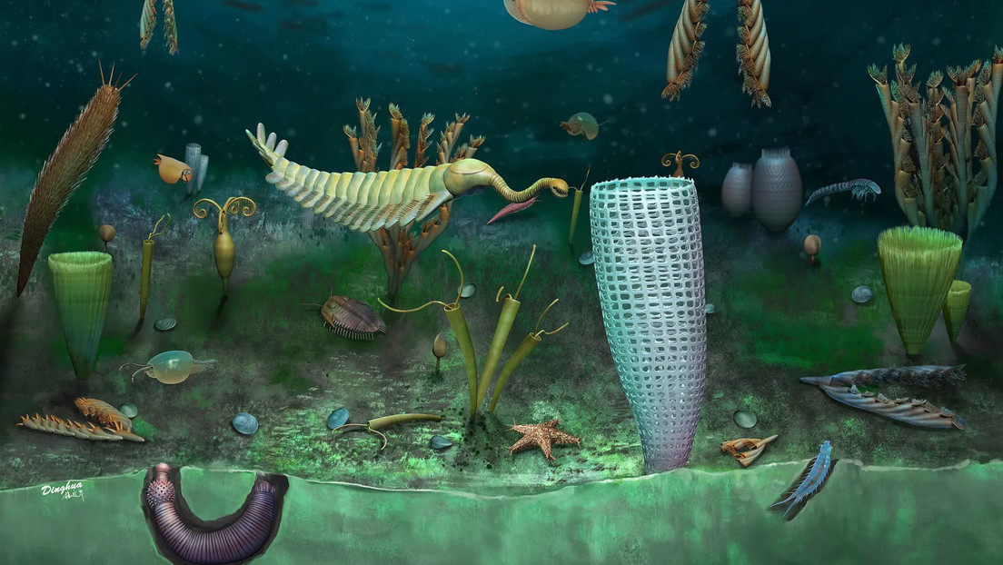 Descubren un 'mundo enano marino' que tiene más de 460 millones de años