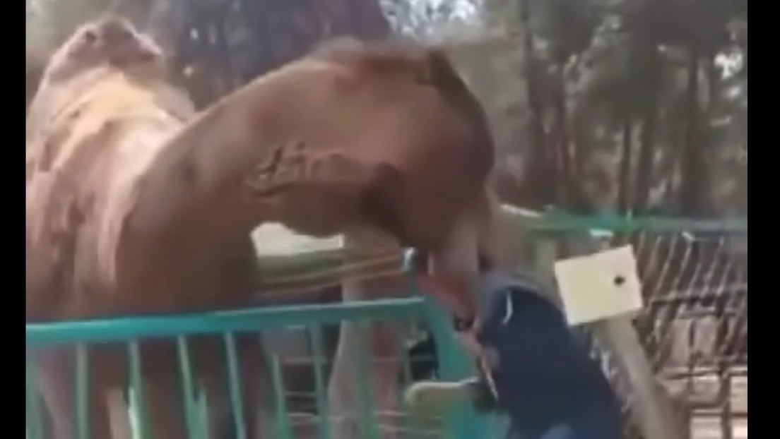 Un camello muerde la cabeza de un menor y lo levanta para meterlo a su corral en un zoo (VIDEO)
