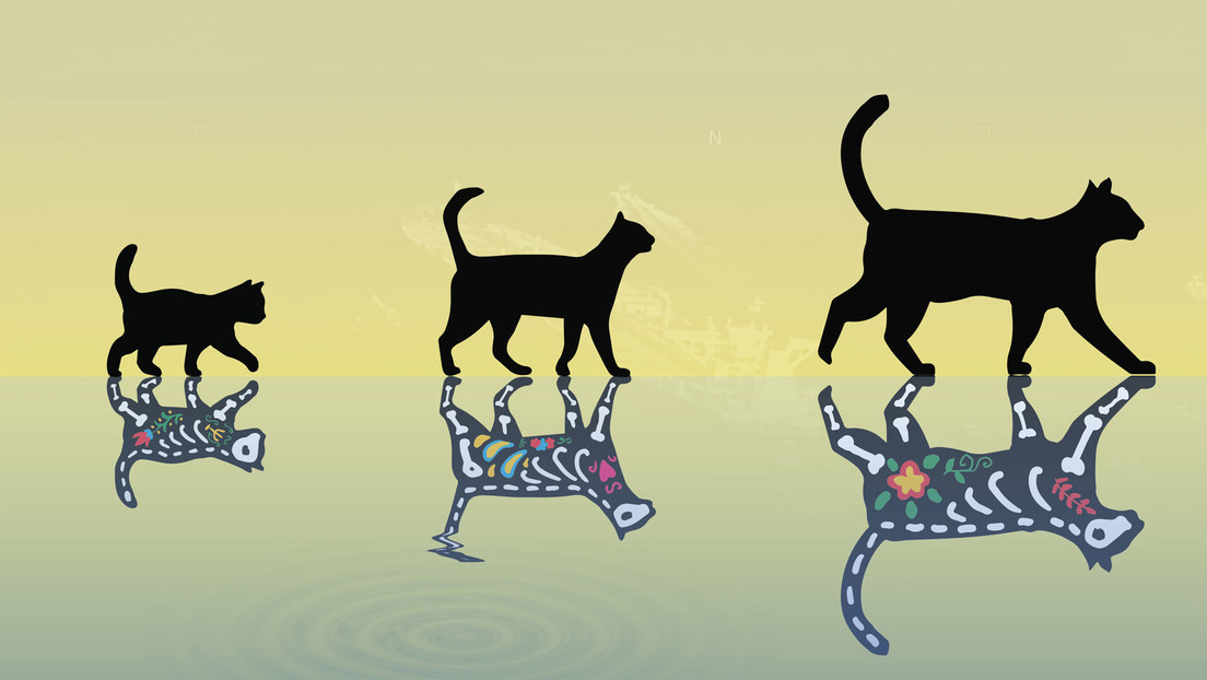 El 'gato de Schrödinger' más pesado de la historia arroja nueva luz sobre la computación cuántica