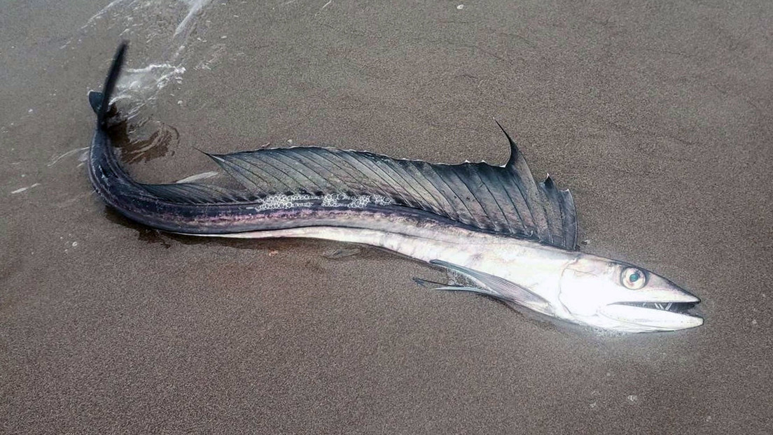 Escurridizos peces caníbales aparecen en las playas de EE.UU. y nadie sabe por qué