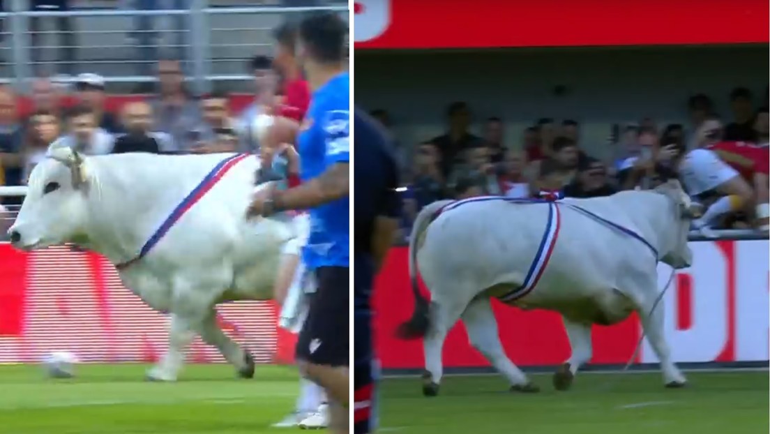 VIDEO: Un enorme toro irrumpe en la cancha en un partido de la Superliga de rugby
