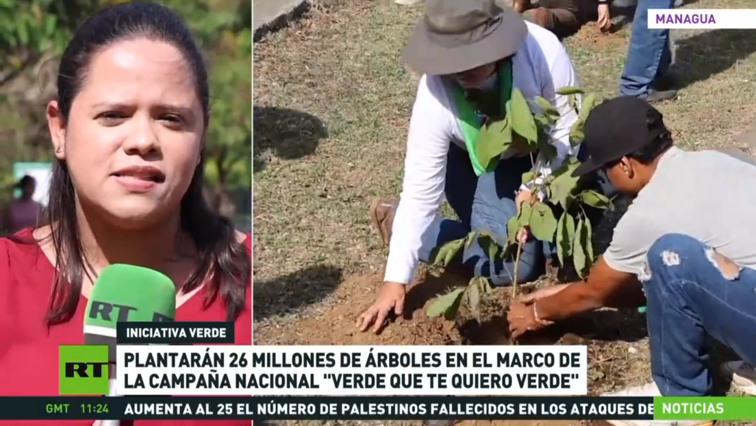 'Verde que te quiero verde': Plantarán 26 millones de árboles en Nicaragua