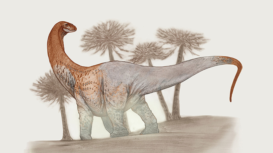Descubren en Argentina los restos de dos gigantescos titanosaurios hasta ahora desconocidos