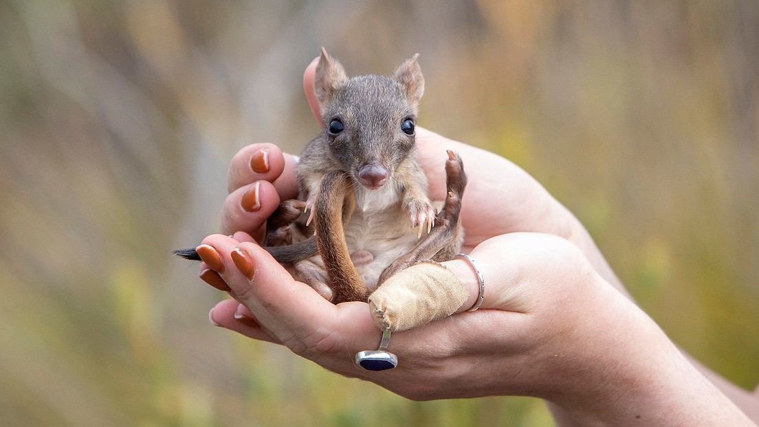Las diminutas ratas canguro vuelven a poblar el sur de Australia más de un siglo después