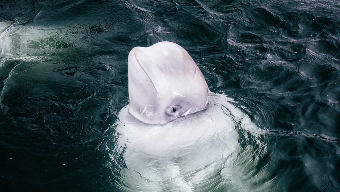 Noruega pide a sus habitantes no acercarse a una beluga 'espía'