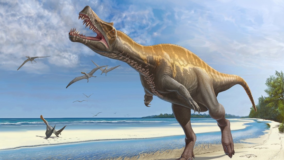 El cráneo de un enorme dinosaurio carnívoro hallado en Brasil revela que se alimentaba como un pelícano