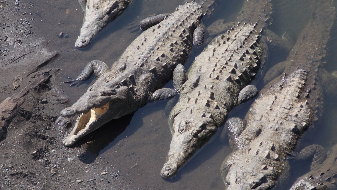 Un hombre muere atacado por 40 cocodrilos tras caer a un estanque en su granja en Camboya