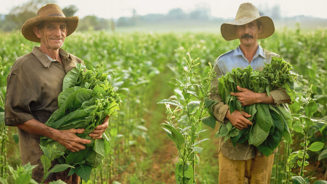 La OMS llama a reducir los cultivos de tabaco y a reemplazarlos por alimentos