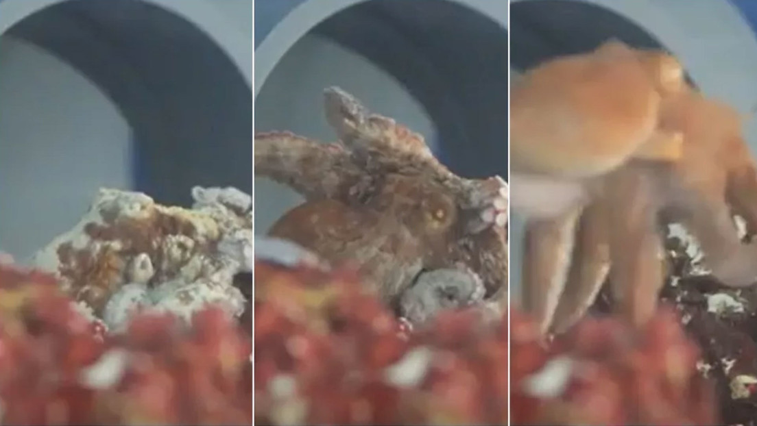 VIDEO: Muestran a un pulpo despertándose de una aparente pesadilla