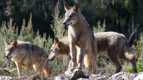 Una alcaldesa de España denuncia amenazas tras la aparición de dos cabezas de lobo en el Ayuntamiento