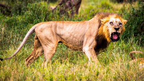 Matan con lanzas a Loonkito, el león más viejo del mundo