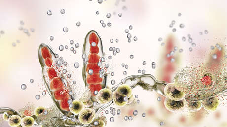 Trichophyton mentagrophytes
