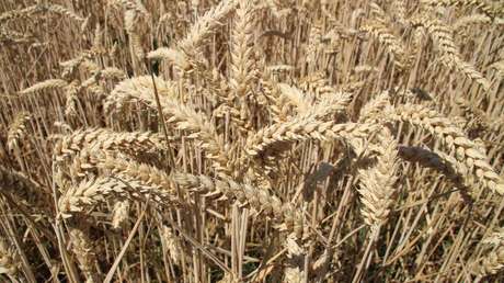 Japón aumenta las importaciones de grano ruso