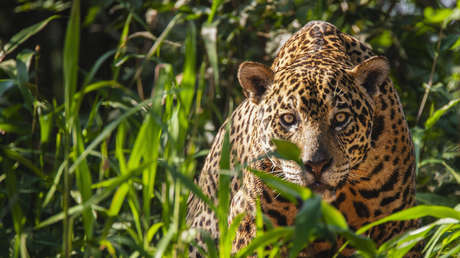 Autoridades colombianas ofrecen recompensa para capturar a los responsables de matar jaguares