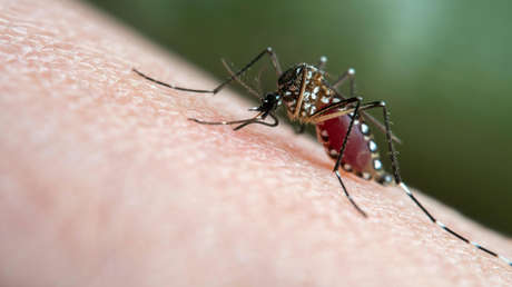 Rusia y Nicaragua crean una vacuna contra el dengue