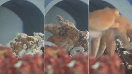 VIDEO: Muestran a un pulpo despertándose de una aparente pesadilla