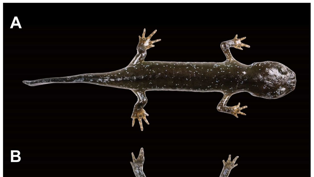 Descubren una nueva especie de salamandra caníbal que había permanecido oculta en China
