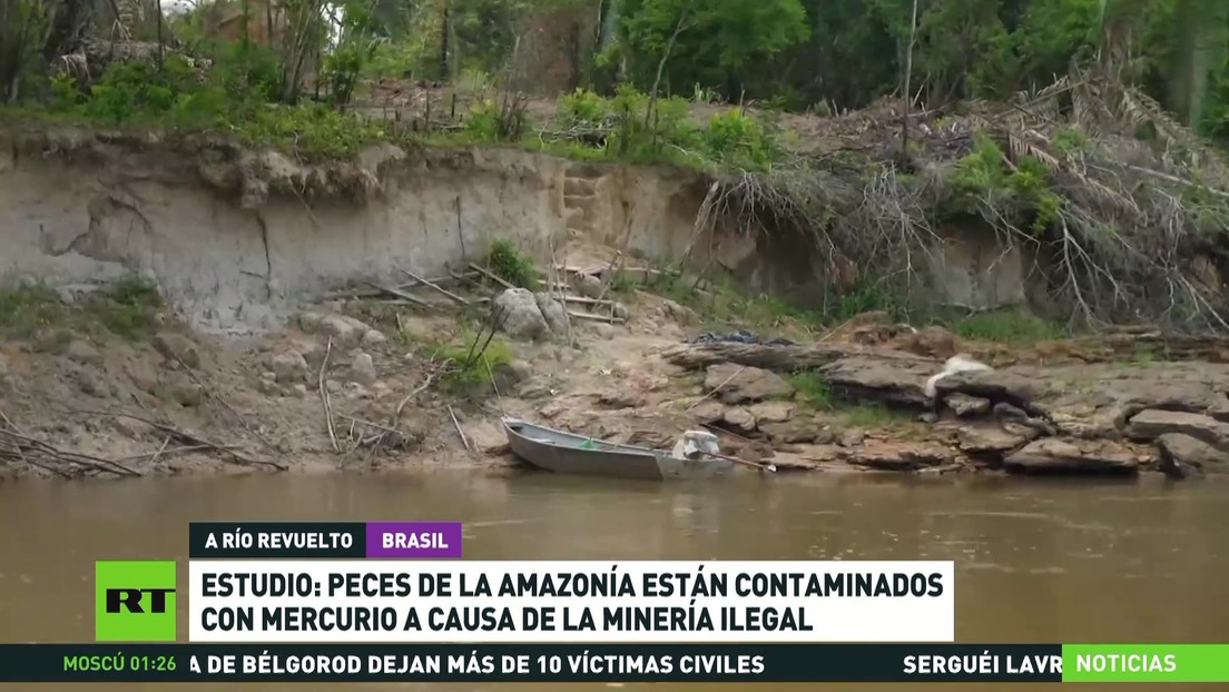 Alertan sobre el alto nivel de contaminación con mercurio de peces en la Amazonía brasileña