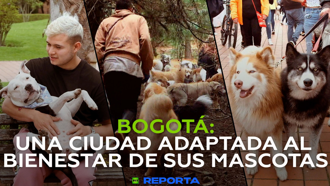 Bogotá: una ciudad adaptada al bienestar de sus mascotas