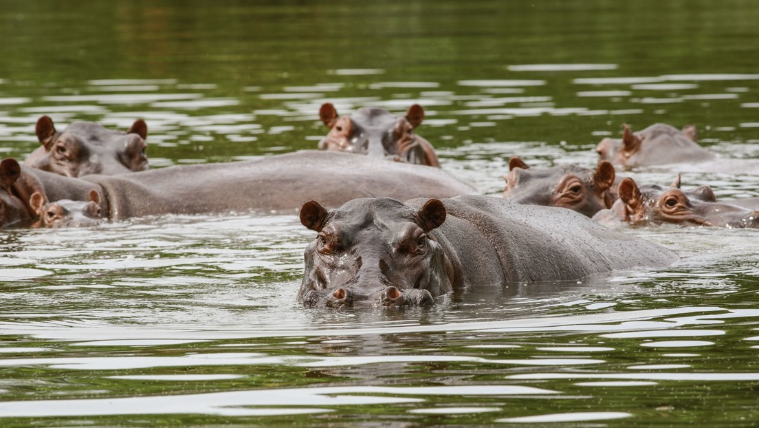 Censo revela que la población de hipopótamos llevados a Colombia por Pablo Escobar es mayor de lo que se pensaba