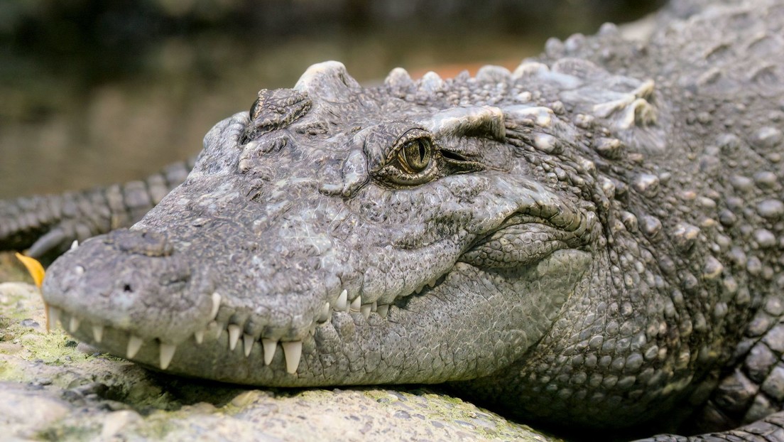'Nacimiento virgen': descubren que cocodrilos hembras pueden reproducirse sin machos