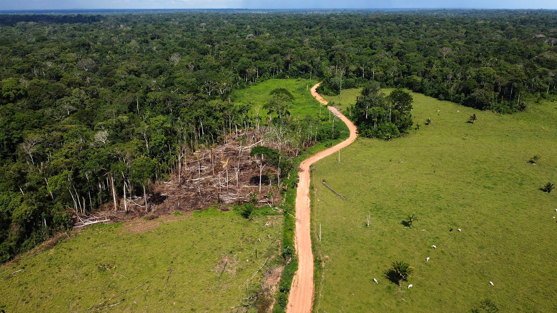 La deforestación en la Amazonía cae en los cinco primeros meses del Gobierno de Lula