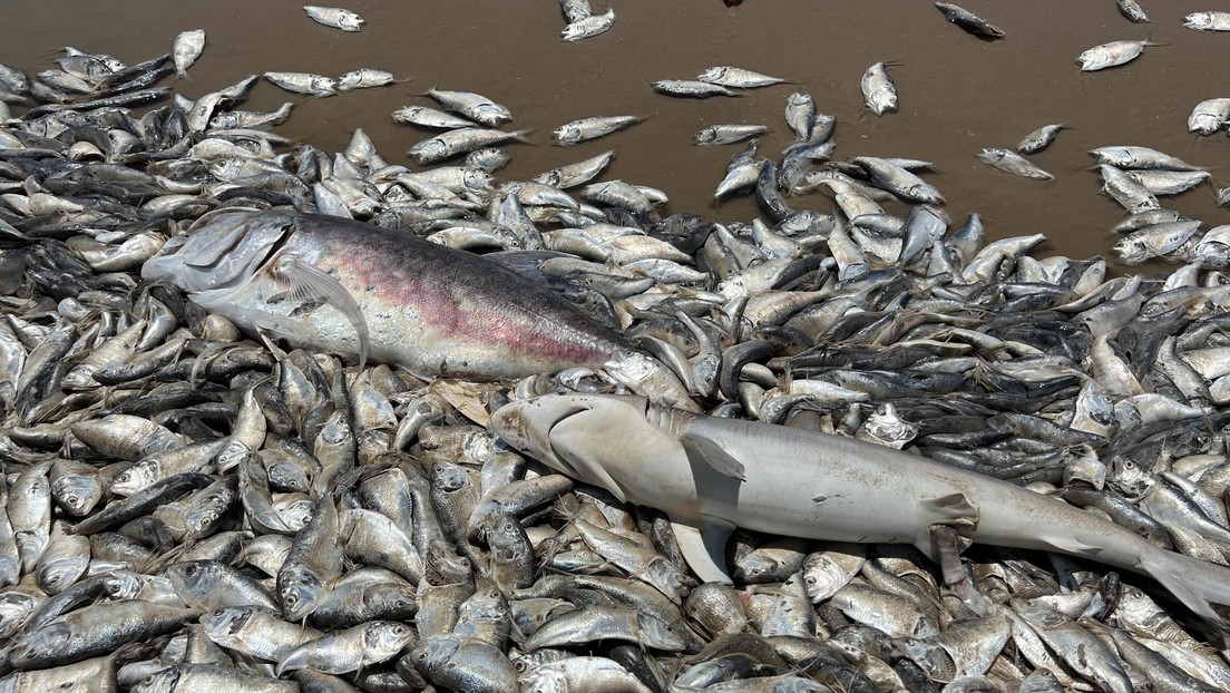 Miles de peces muertos aparecen en la costa de Texas (VIDEO)