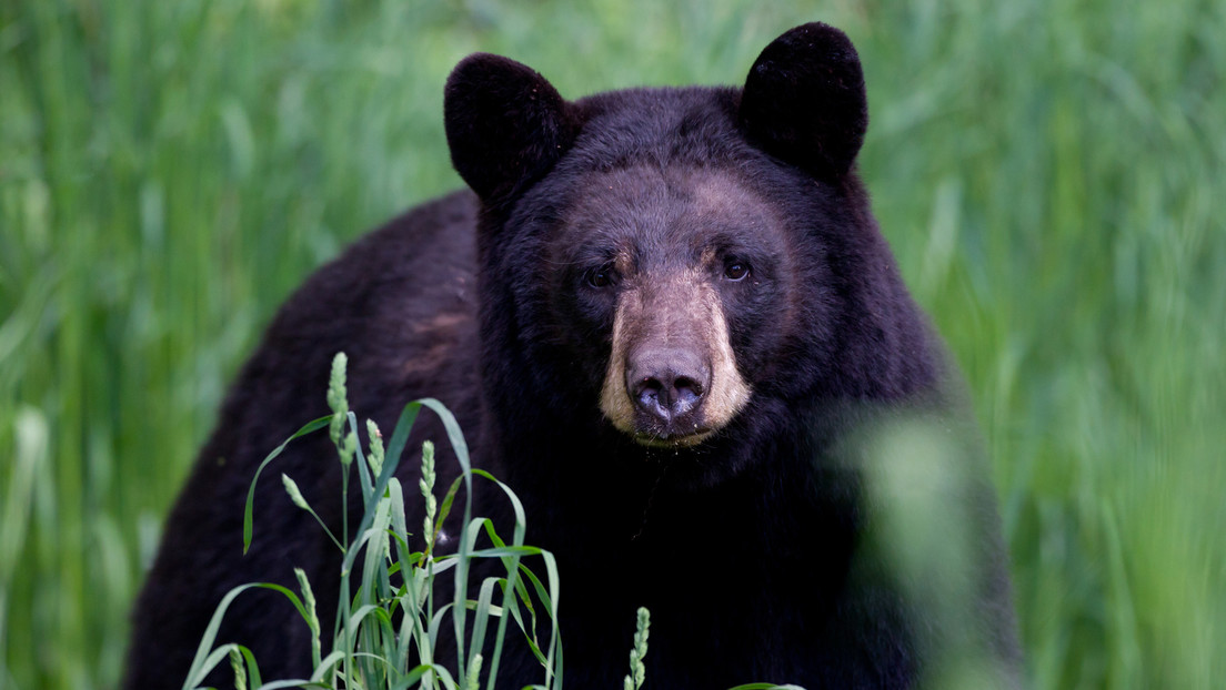 VIDEO: Un oso sorprende a los asistentes de una fiesta en México