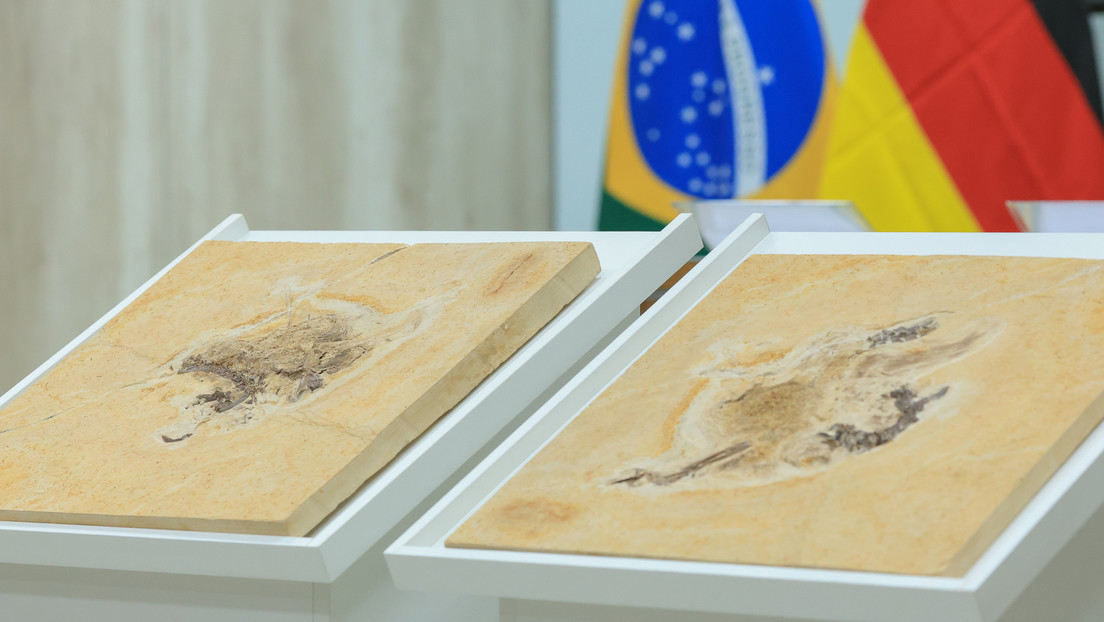 Brasil recupera fósil de dinosaurio en Alemania en su lucha contra "el colonialismo científico"