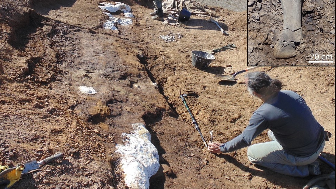 Chile descubre nuevo dinosaurio pico de pato que vivió hace 72 millones de años en la Patagonia