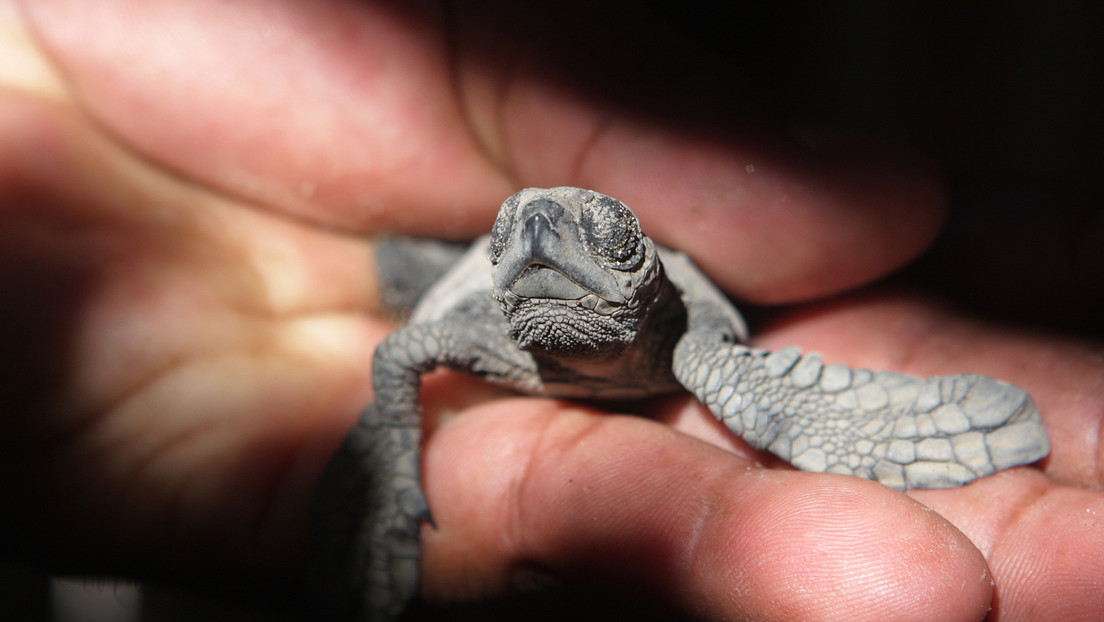 Nicaragua se esfuerza al máximo para conservar las tortugas marinas ante el riesgo de extinción