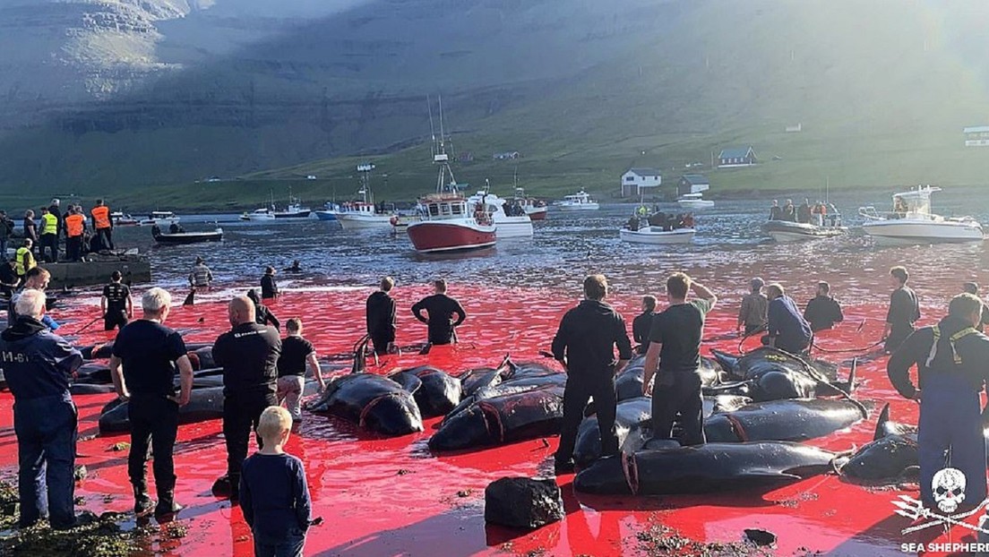 Matan a más de 500 ballenas en las islas Feroe desde el inicio de la polémica cacería anual (VIDEO)
